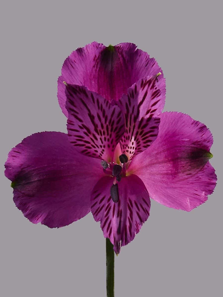 Amatista