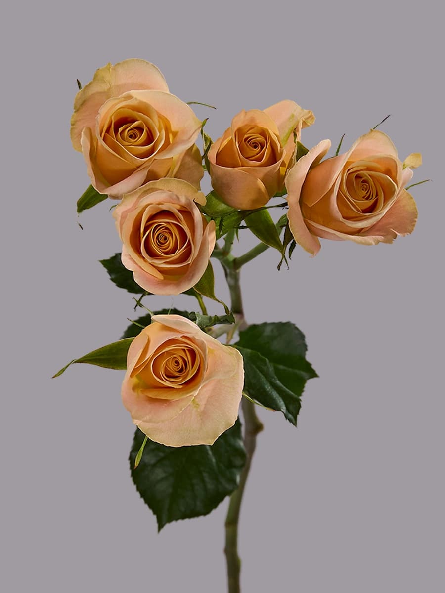 Apricot Jewel