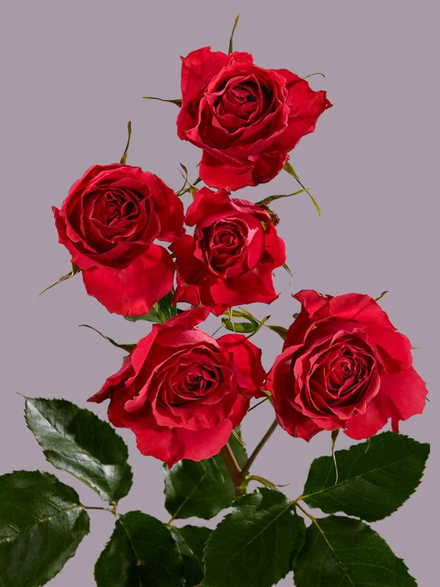 Bellalinda Glee