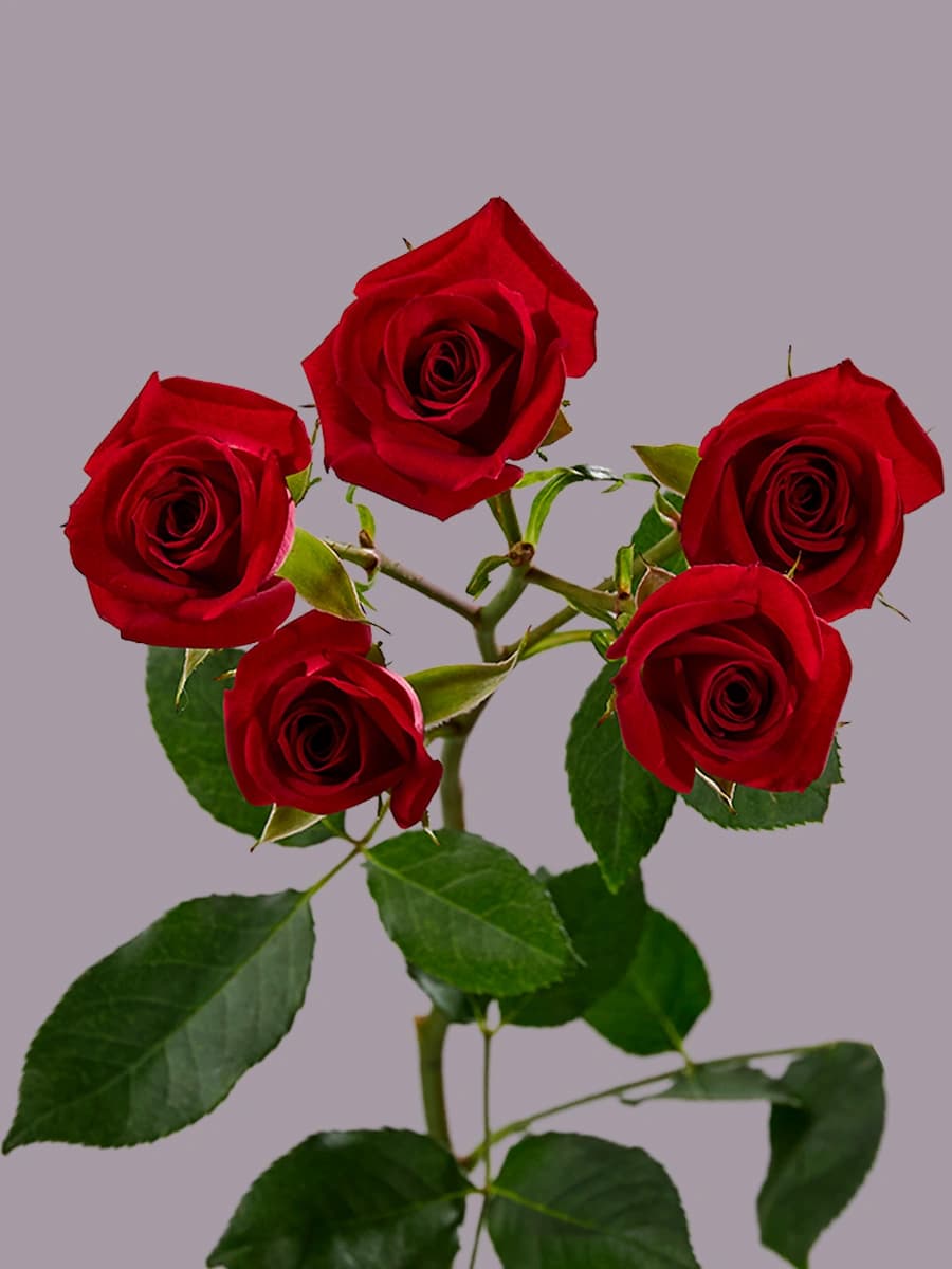 B.S Aries