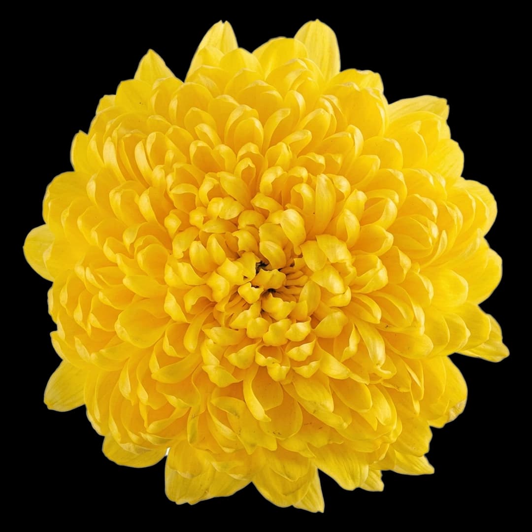 Кремон Yellow