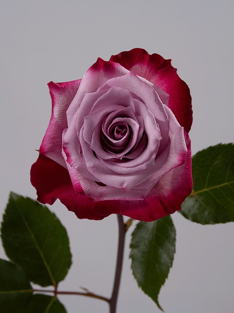 Deep Purple