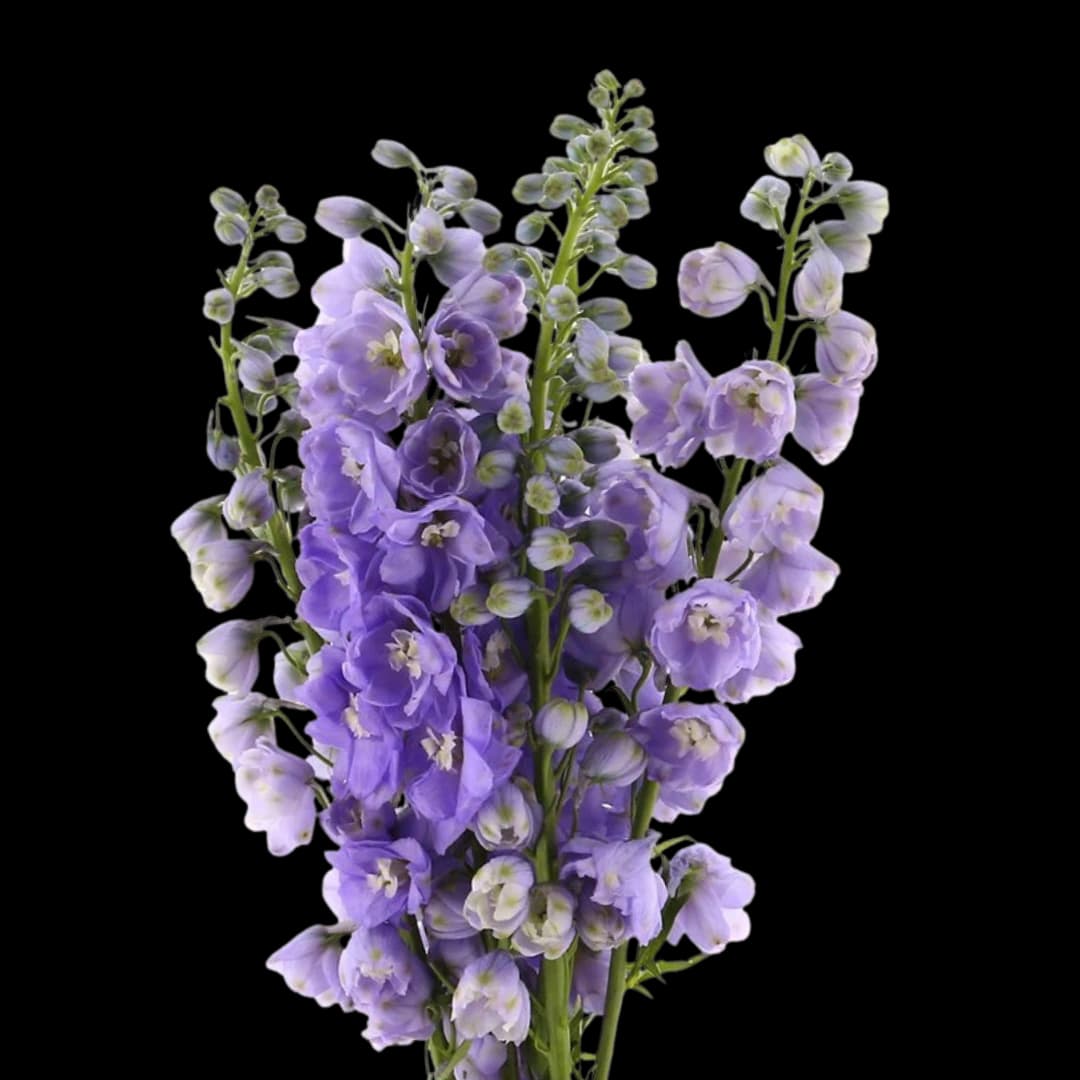 Дельфиниум Serene