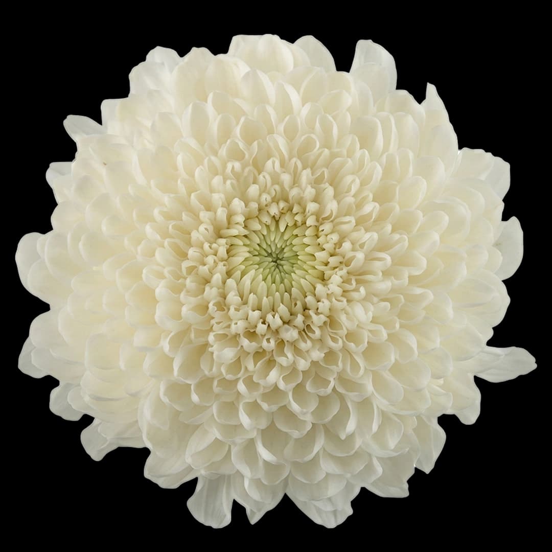 Хризантема шаровидная White