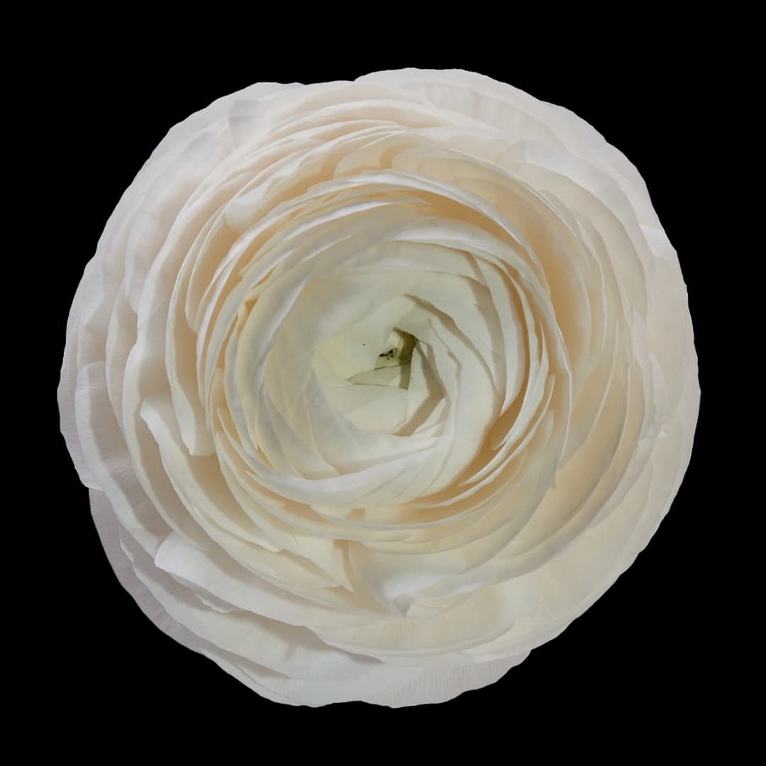 Elegance Bianco