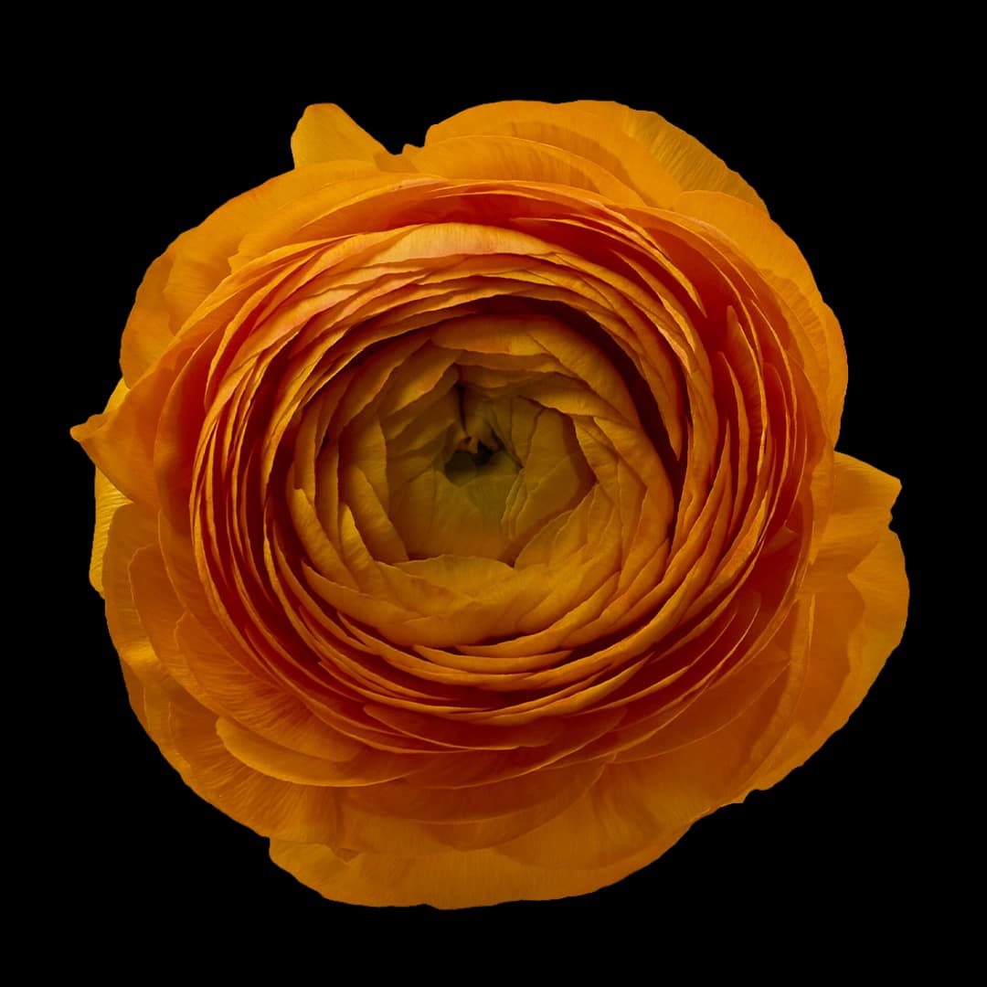 Elegance Clementine