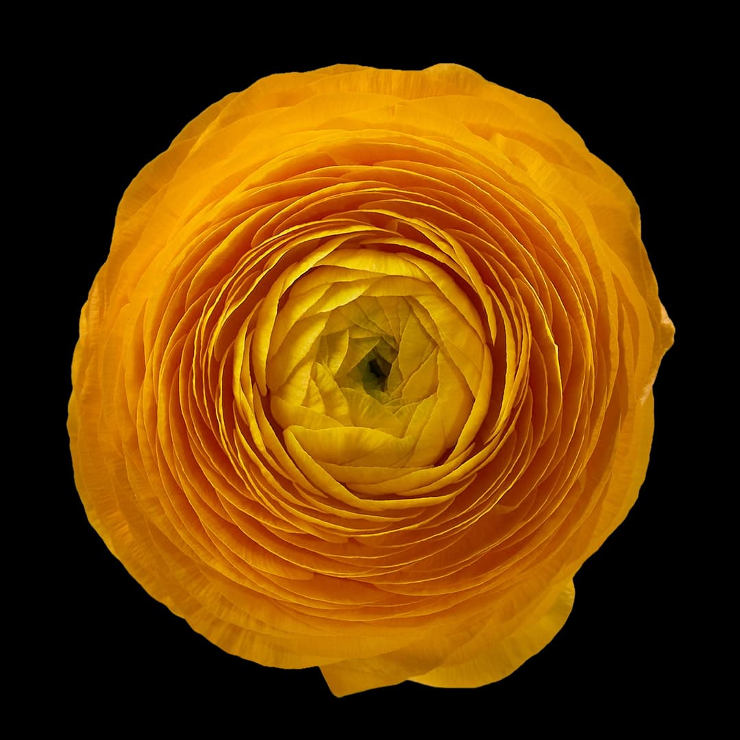 Elegance Giallo