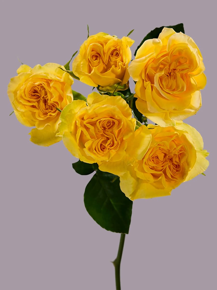 Fibonacci Gioconda