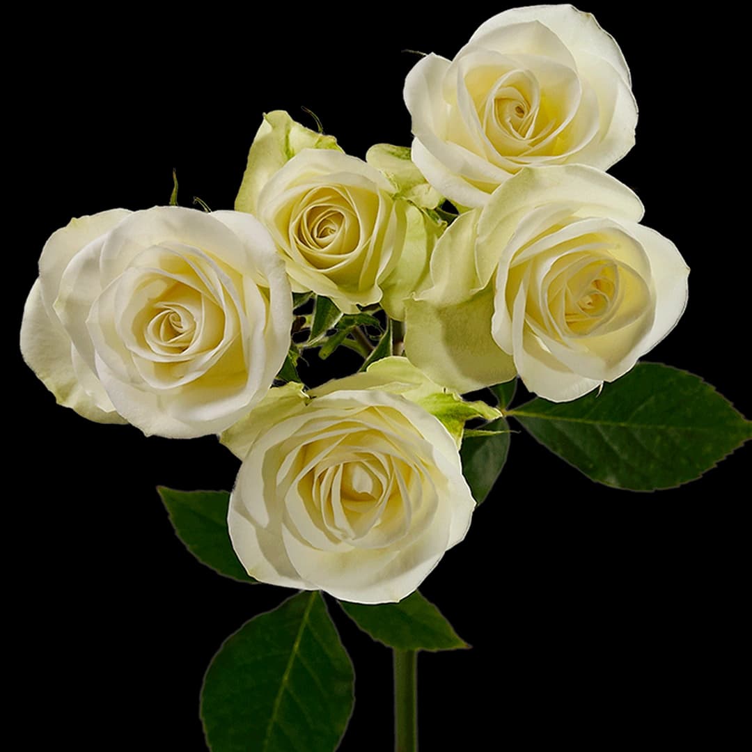Floreana
