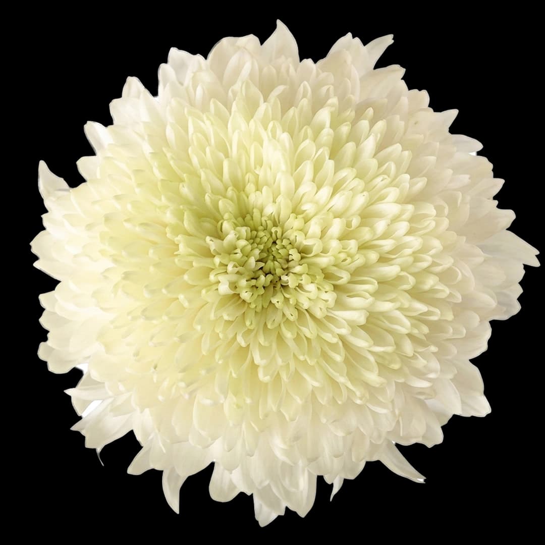 Хризантема футбольная White