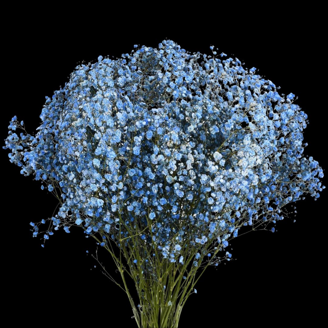 Гипсофила Xlence Light Blue