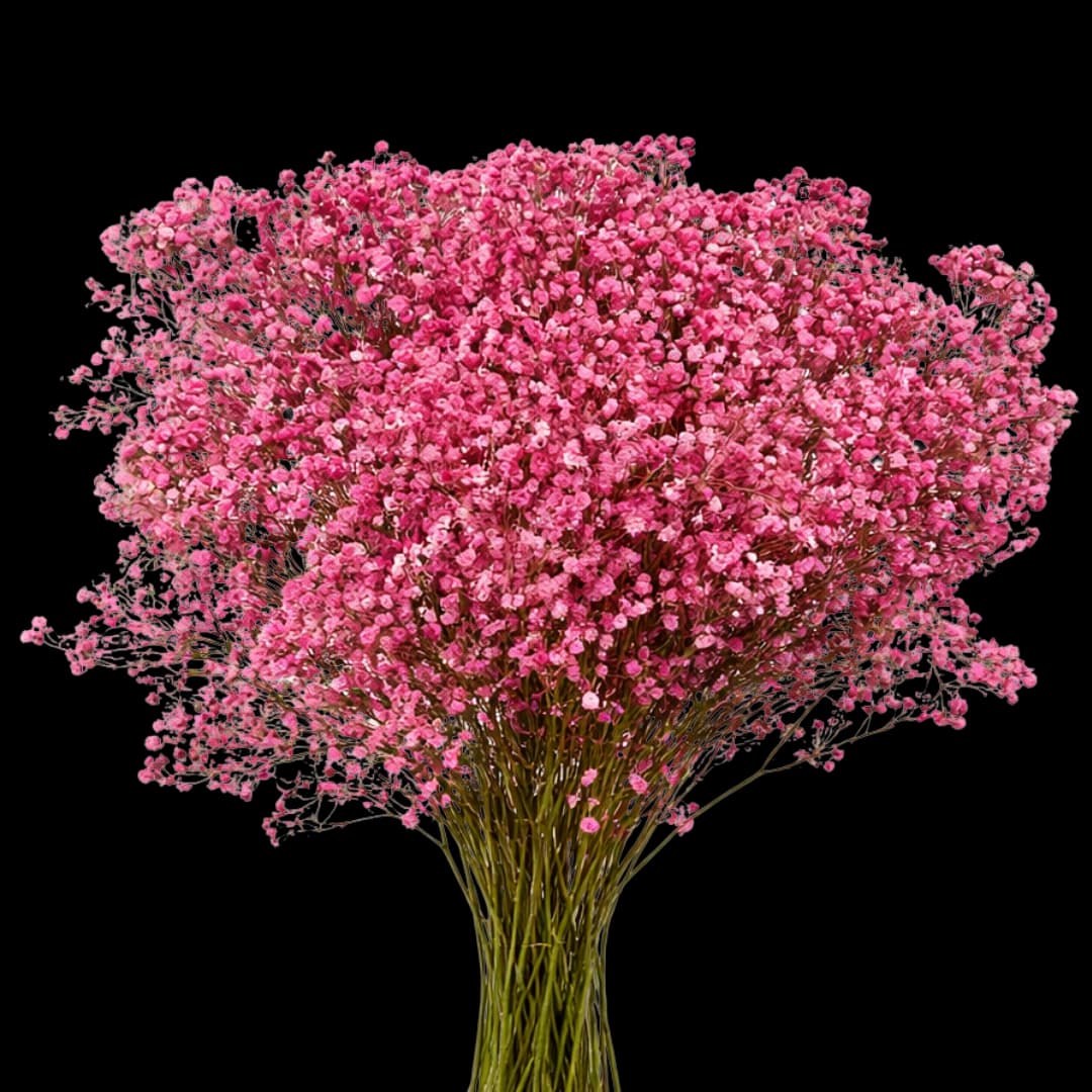 Гипсофила Xlence Light Pink