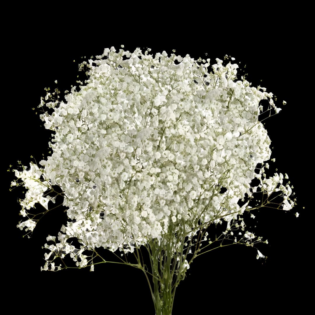 Гипсофила Xlence White