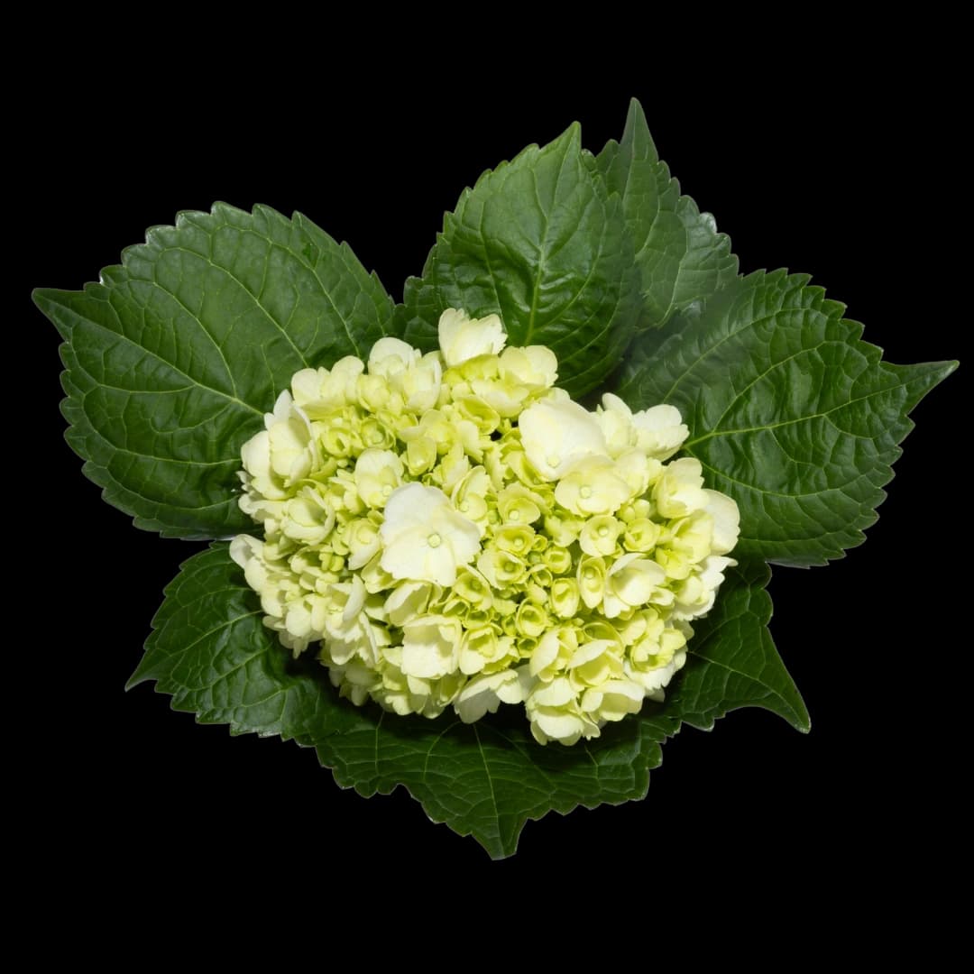 Гортензия Mini Green