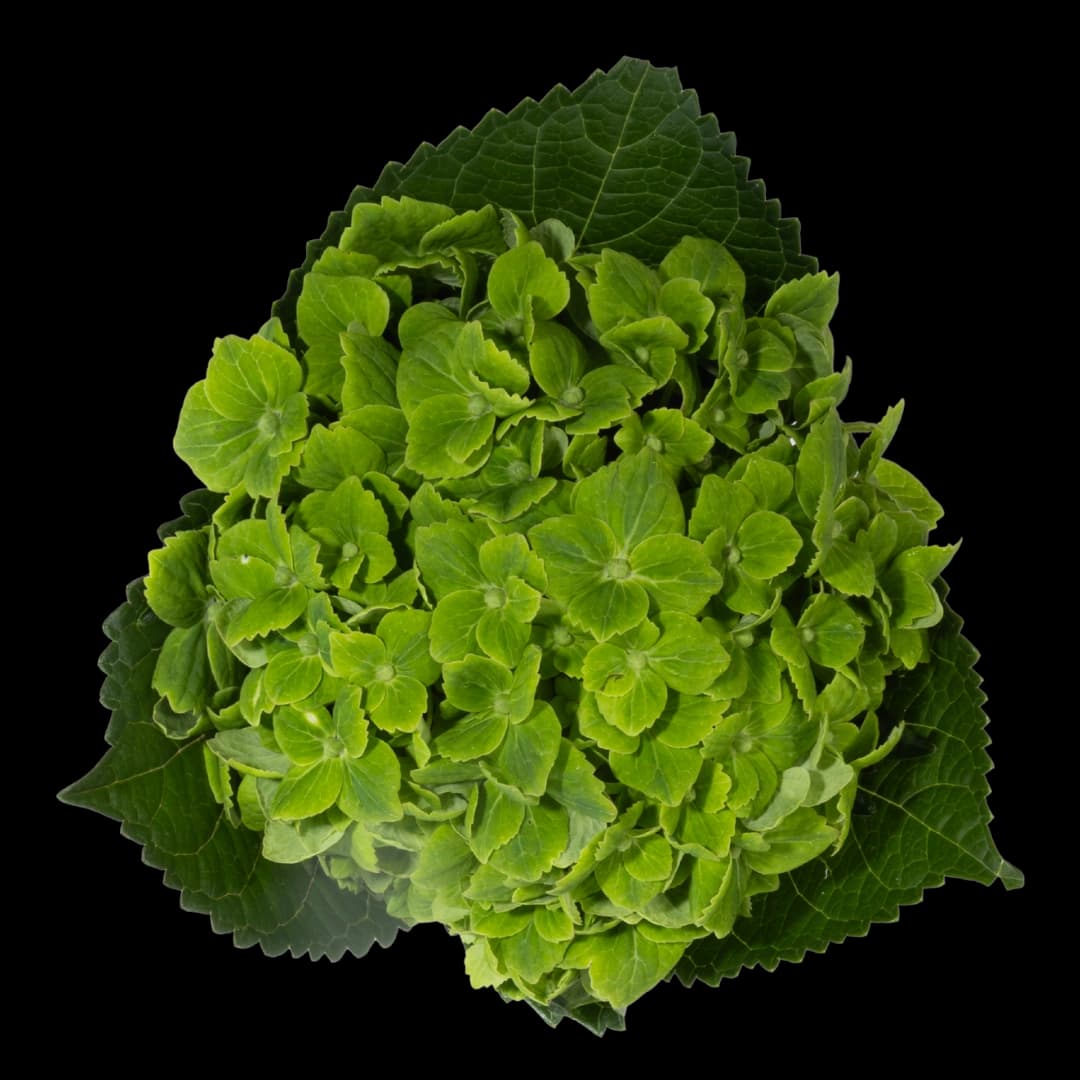 Гортензия Premium Emerald