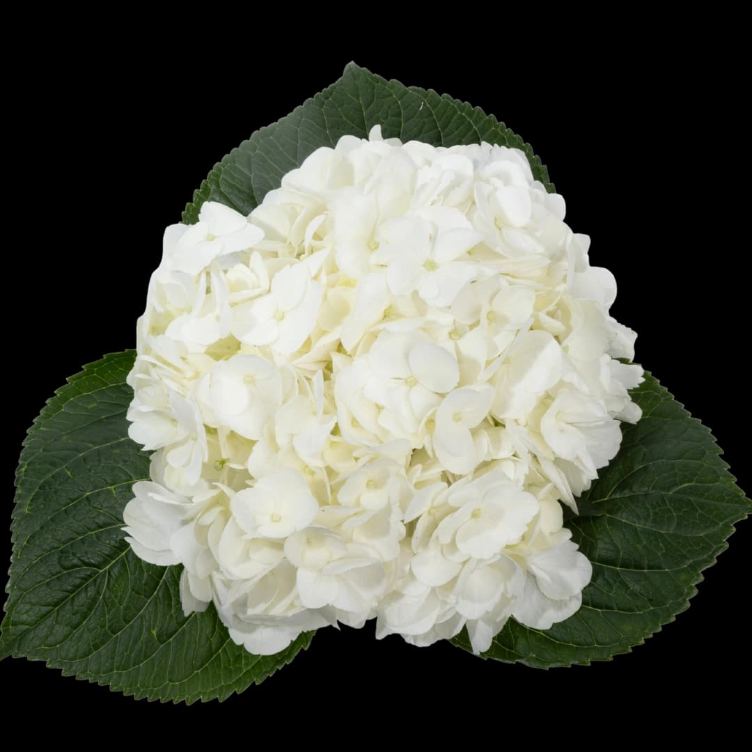 Гортензия Premium White