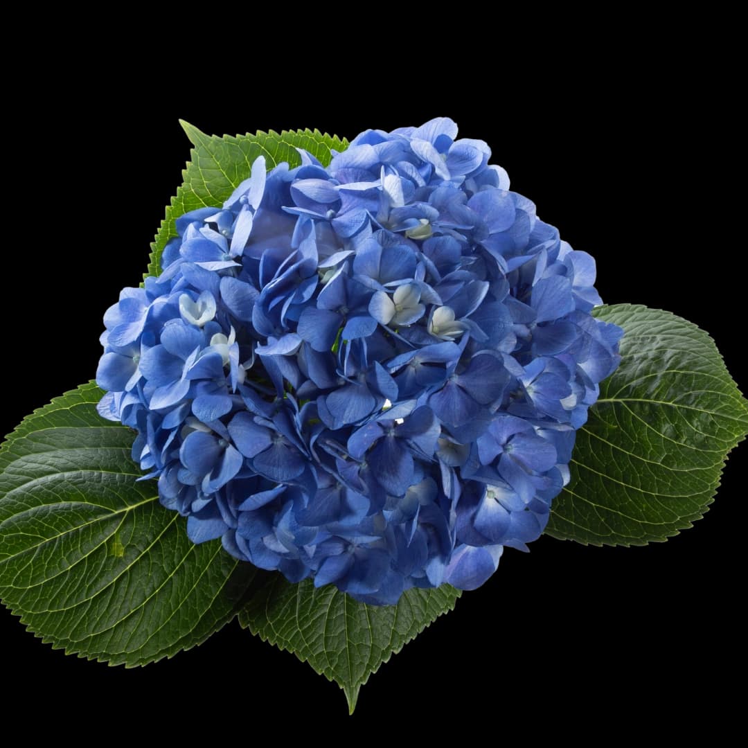 Гортензия Shocking Blue