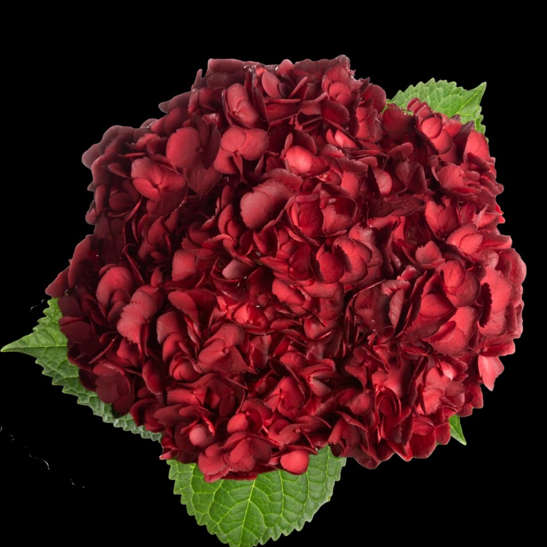 Гортензия Tinted Burgundy