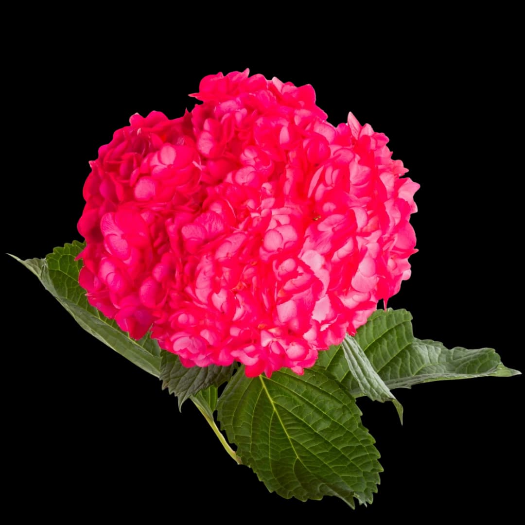 Гортензия Tinted Hot Pink