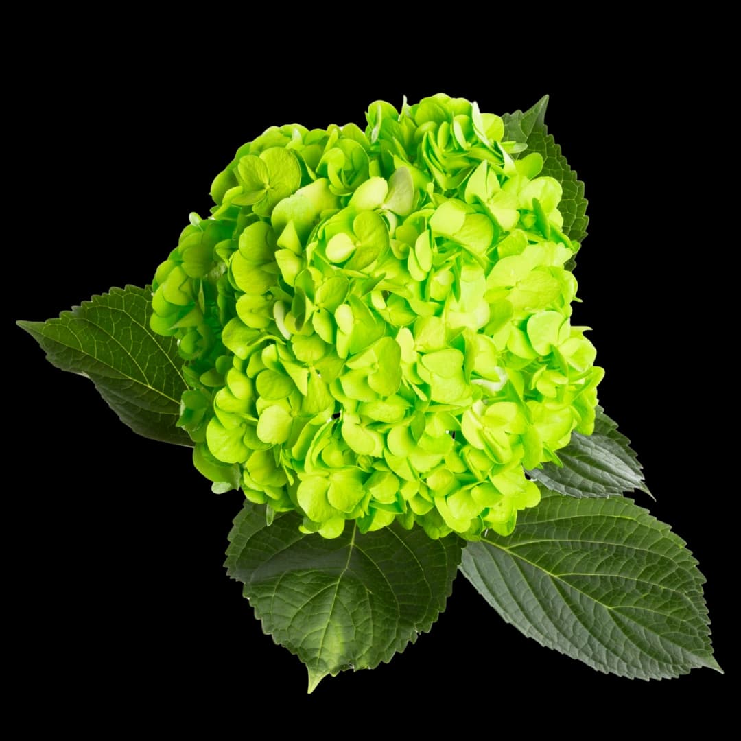 Гортензия Tinted Light Lime Green