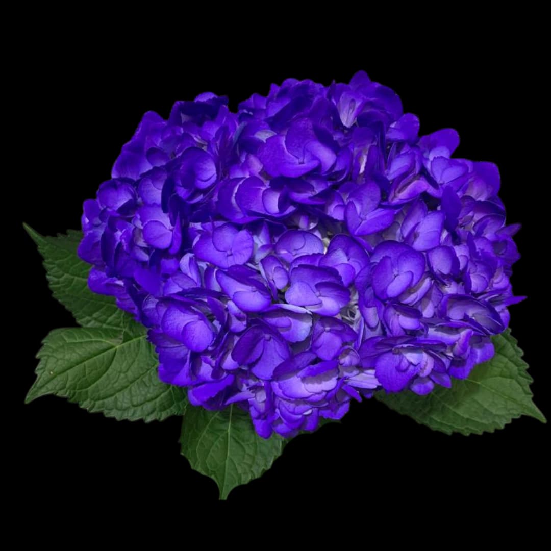 Гортензия Tinted Purple