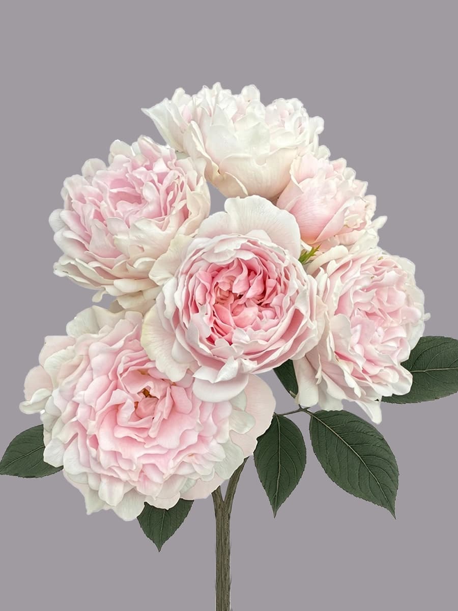 # Light Pink