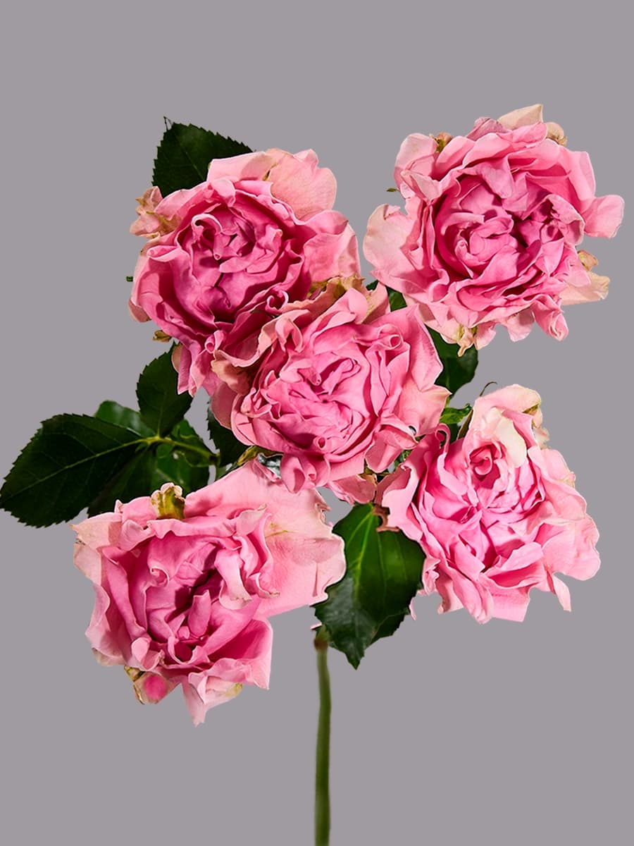 # Medium Pink