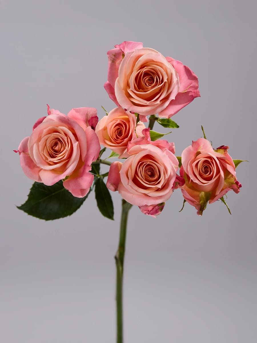 Peachy Pink Jewel