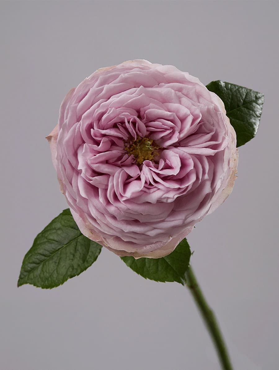 Peonikiss