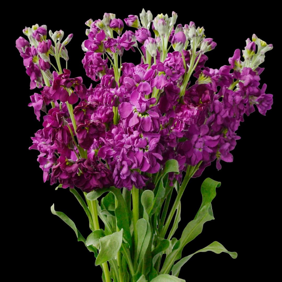 Маттиола Dark Purple