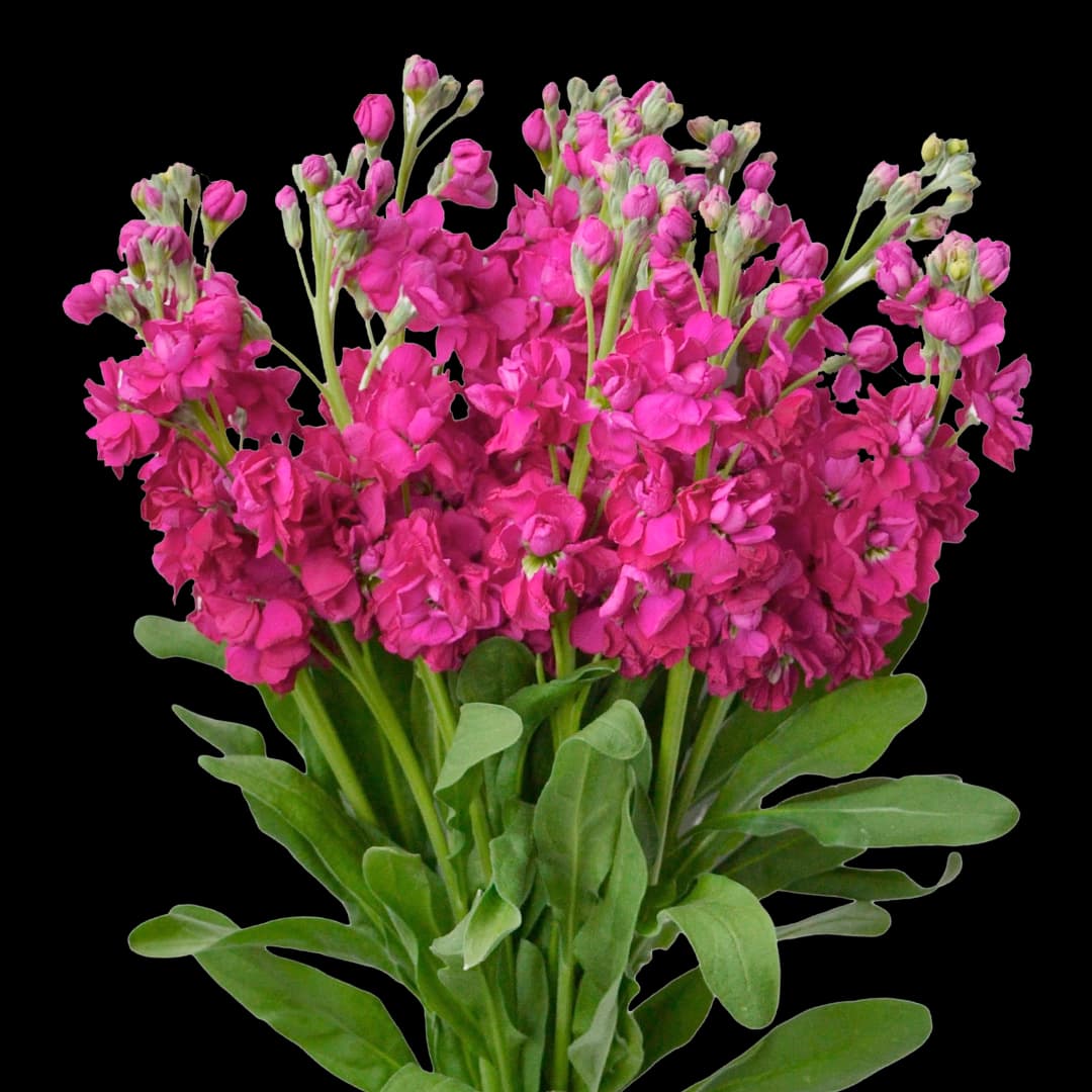 Маттиола Hot Pink