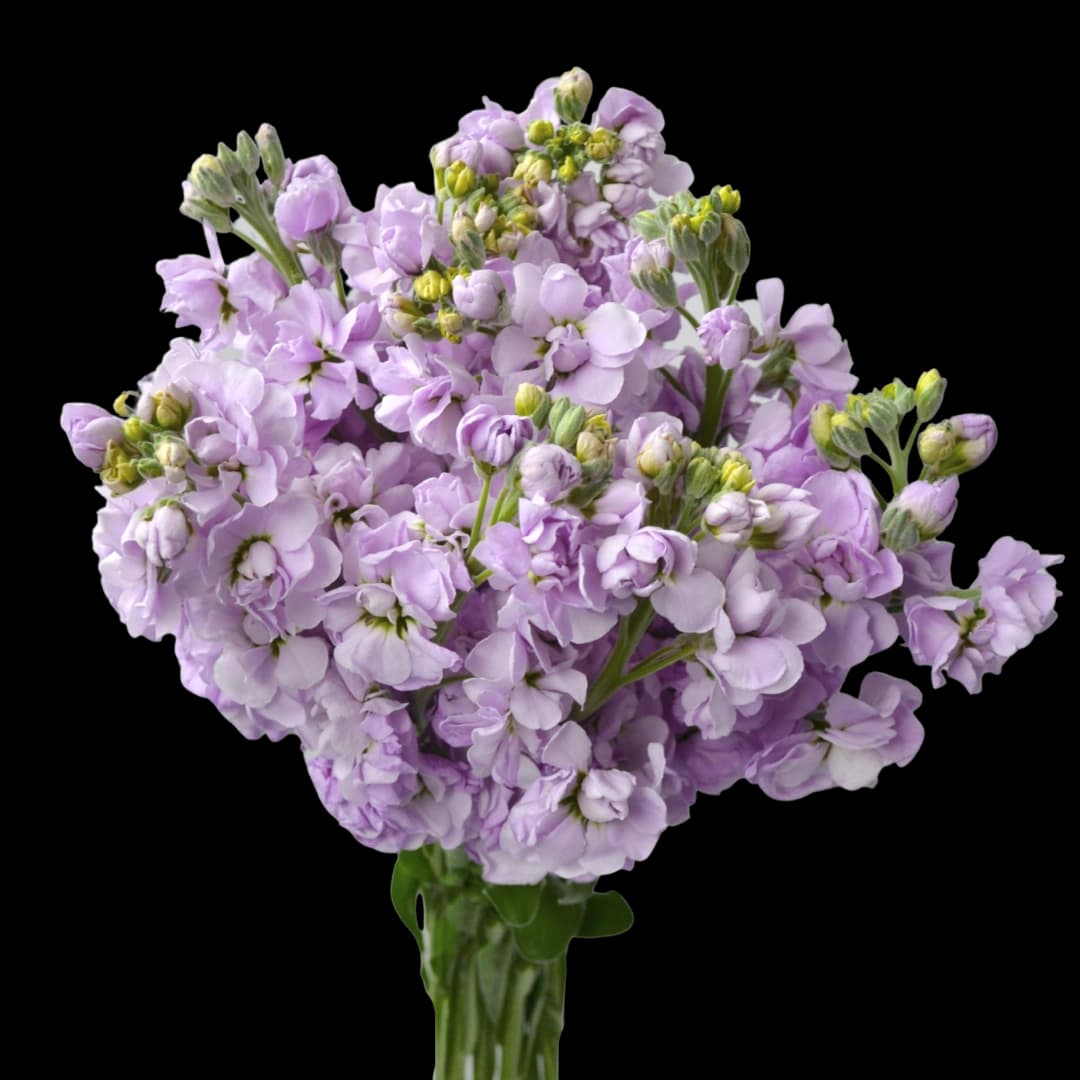 Маттиола Lavender