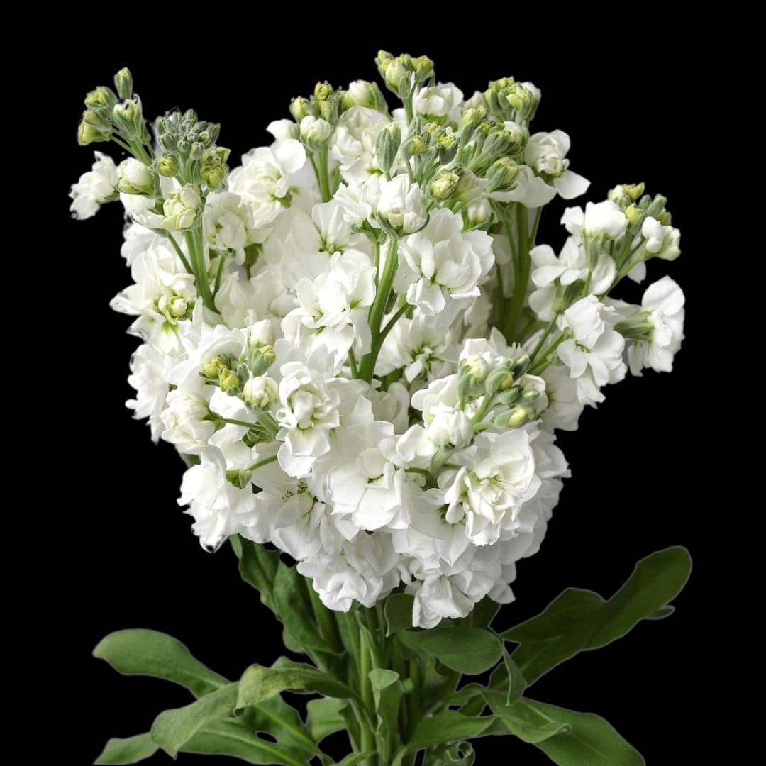 Маттиола White