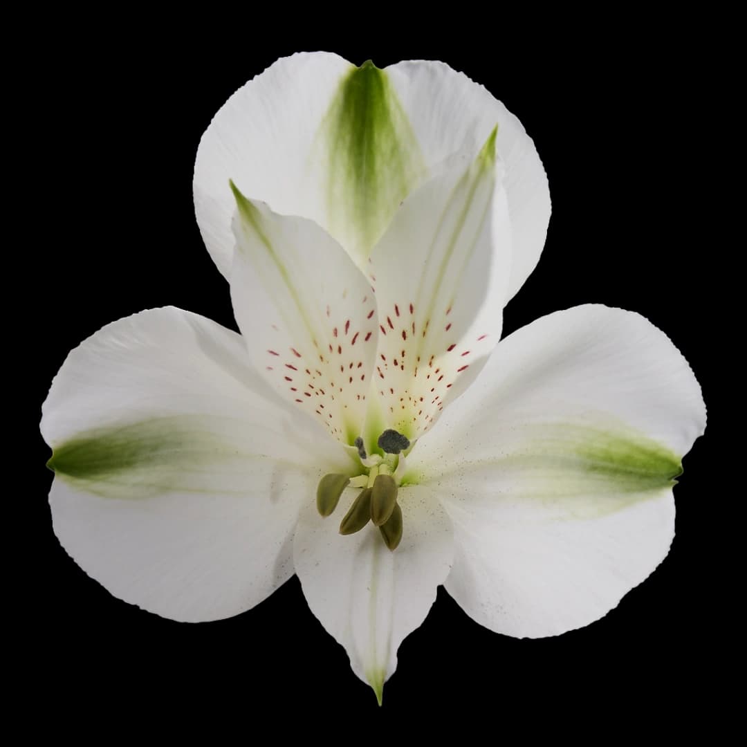 White Focus