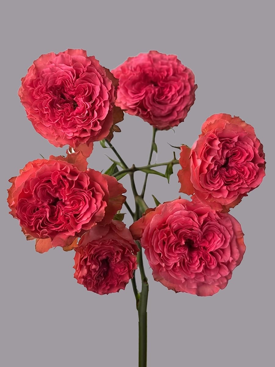 Wink Coral Kiss