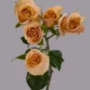 Apricot Jewel — фото 4