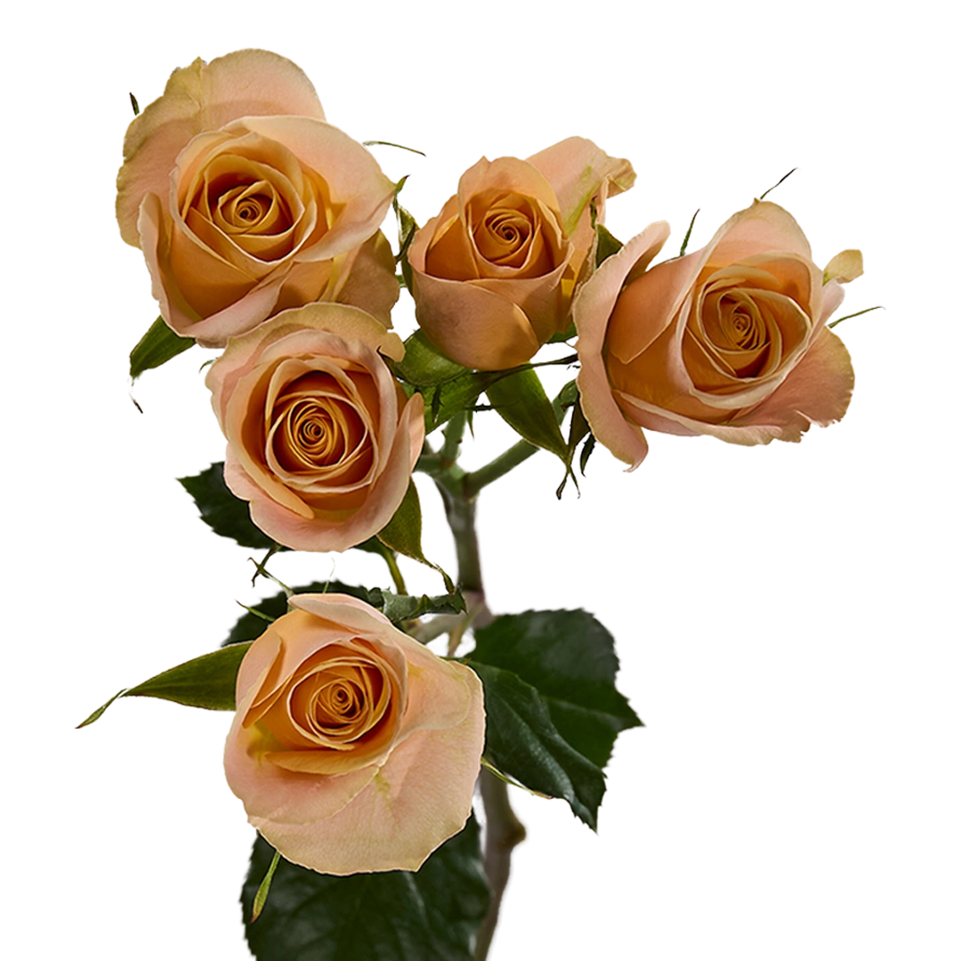 Apricot Jewel — фото 7