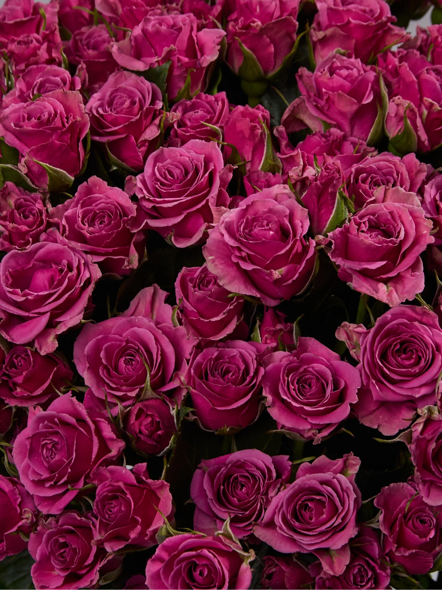 Brilliant Stars Cassiopeia — фото 3