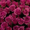 Brilliant Stars Cassiopeia — фото 6