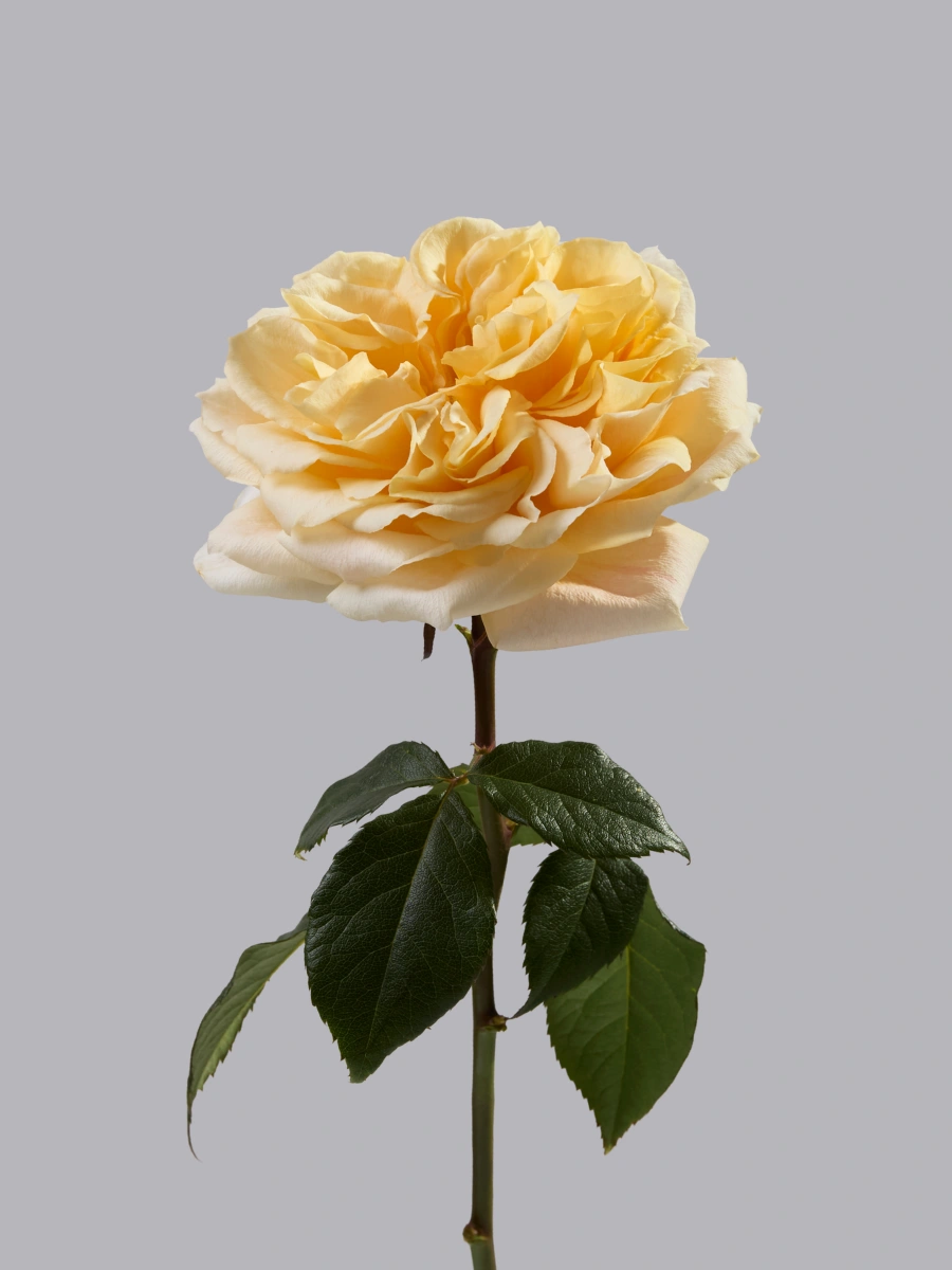 Crystal Flame — фото 2
