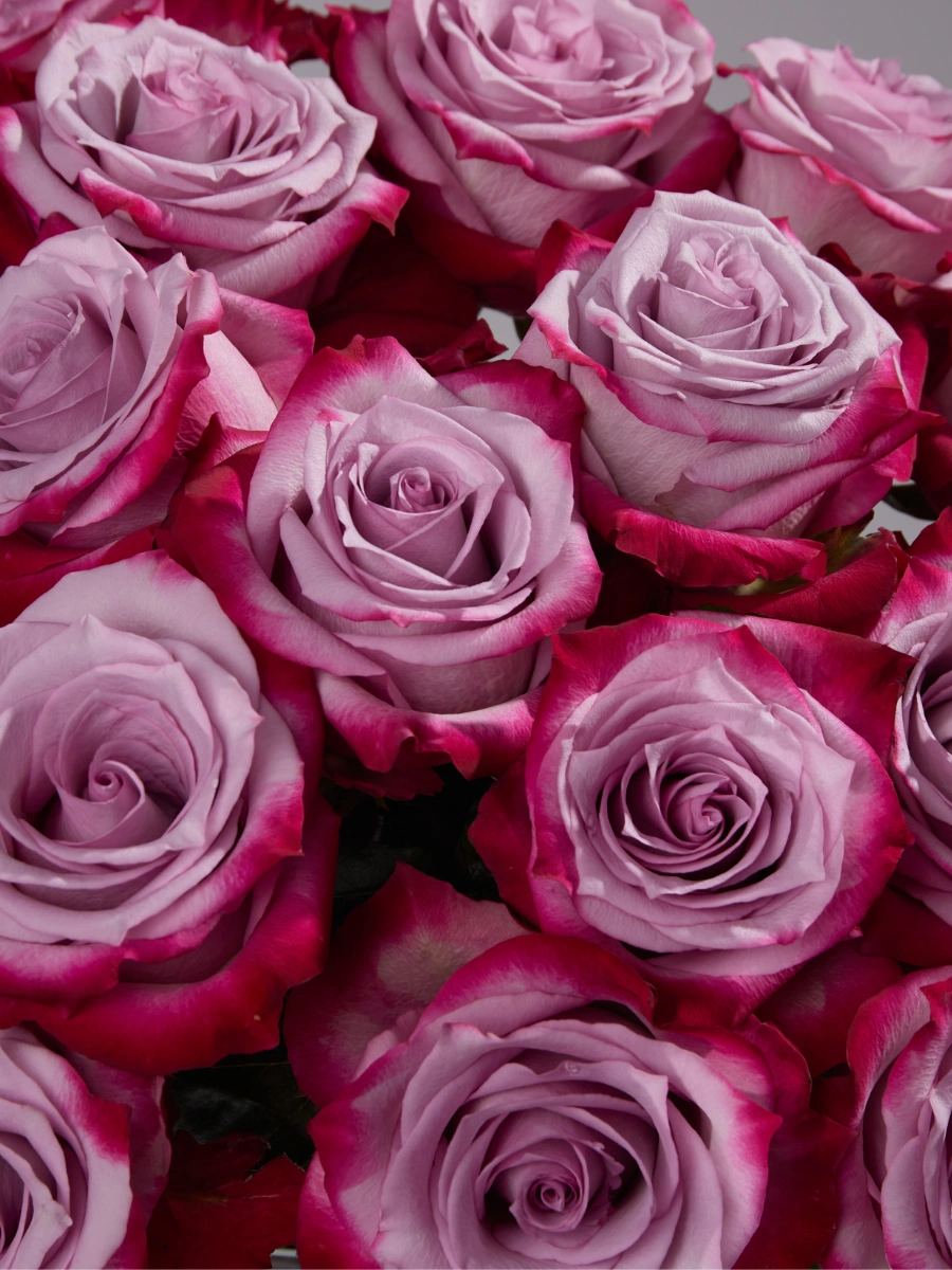 Deep Purple — фото 4