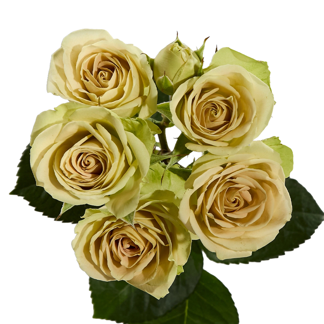 Green Rosever — фото 7
