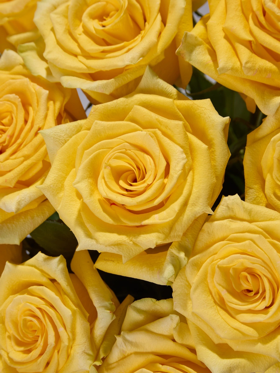 High & Yellow Magic — фото 4
