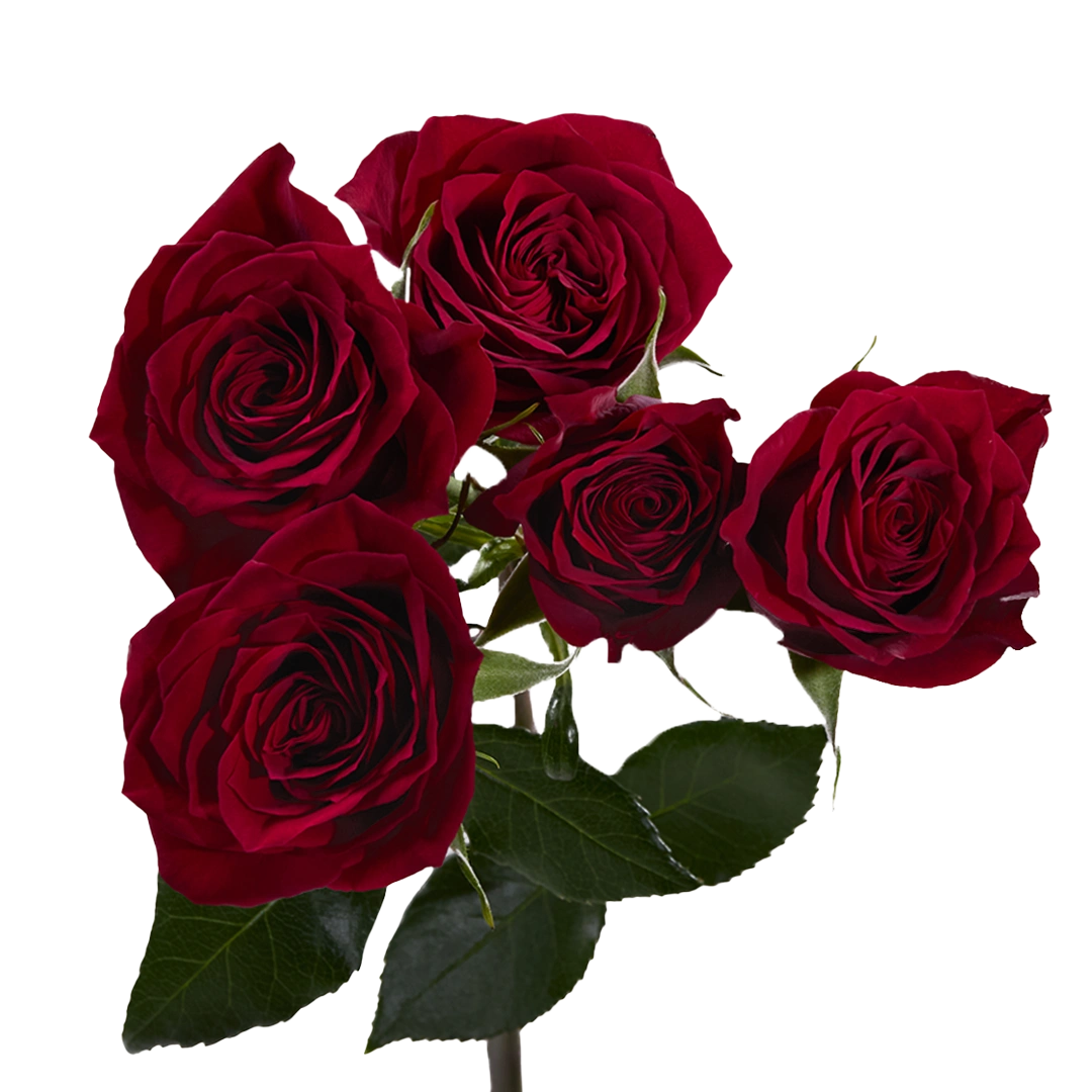 Hot Desire — фото 7