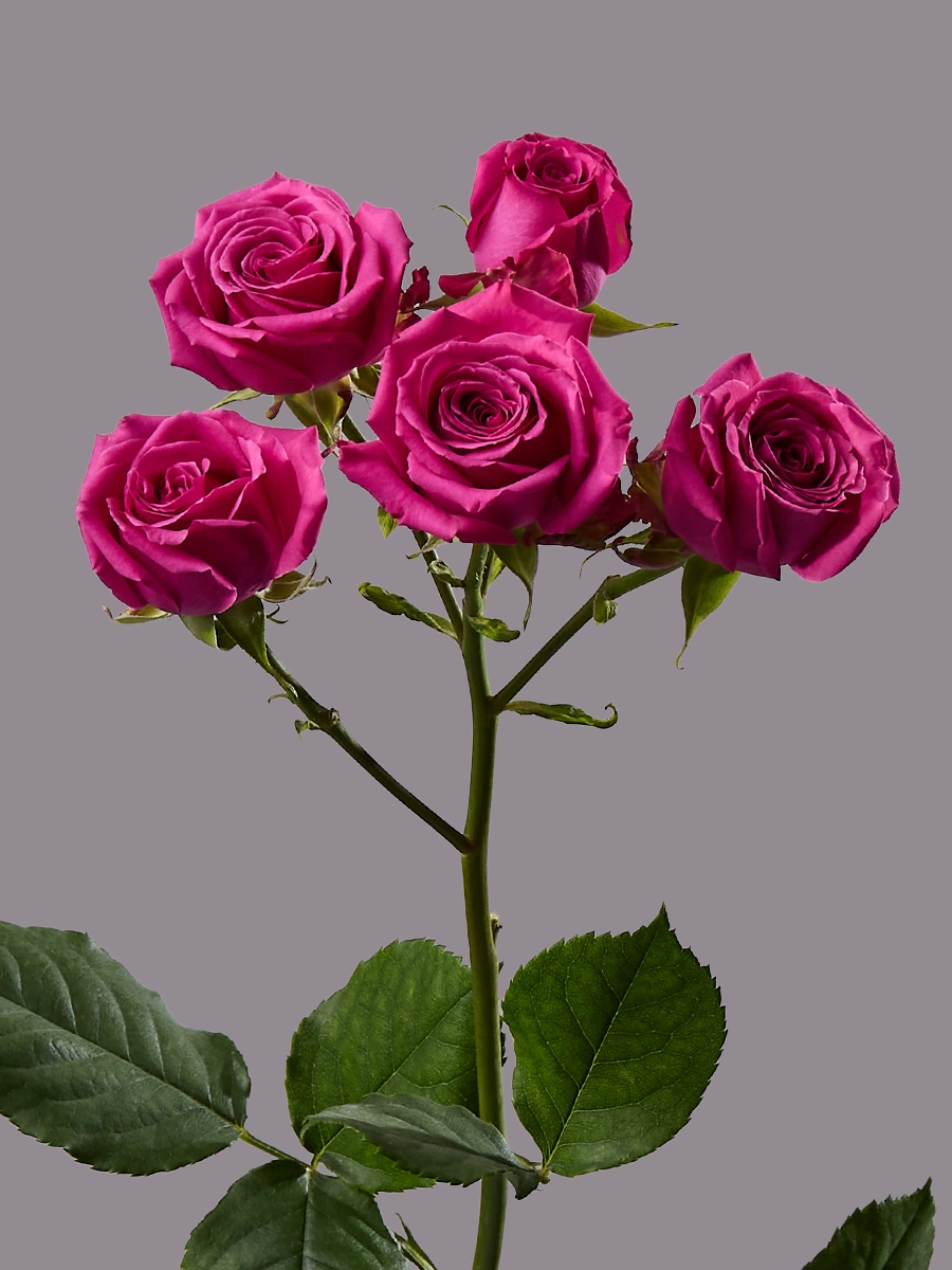 Hot Magenta Jewel — фото 2
