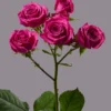 Hot Magenta Jewel — фото 5