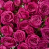 Hot Magenta Jewel — фото 6