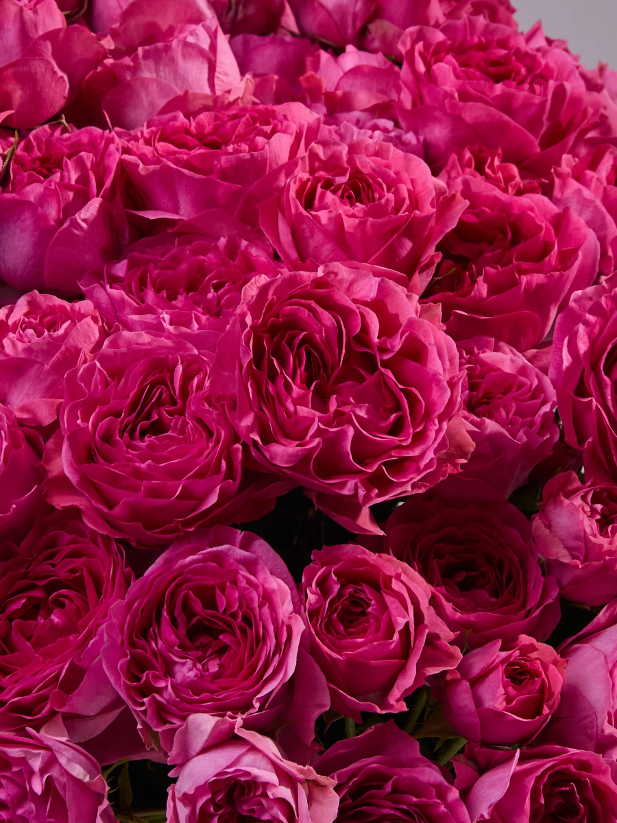 Hot Pink Trendsetter — фото 3