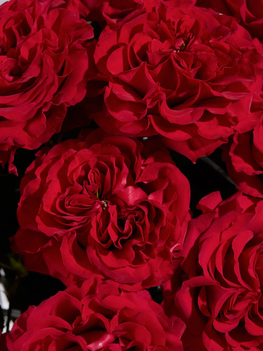 Mayra's Hot Pink — фото 4