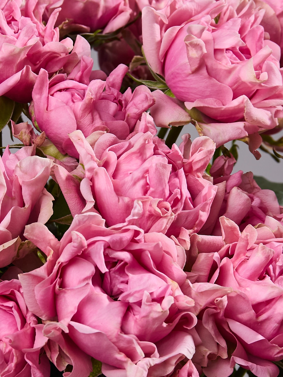 # Medium Pink — фото 3